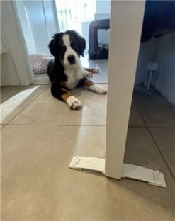 DogSpace Puppy Proofing Starter Kit -Wahl Dogs Shop 2540 9 6 m1 28600x60029