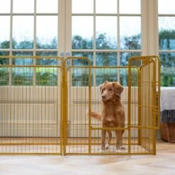 Lords & Labradors 6 Panel Play Pen 80cm Gold -Wahl Dogs Shop gold puppy play pen6