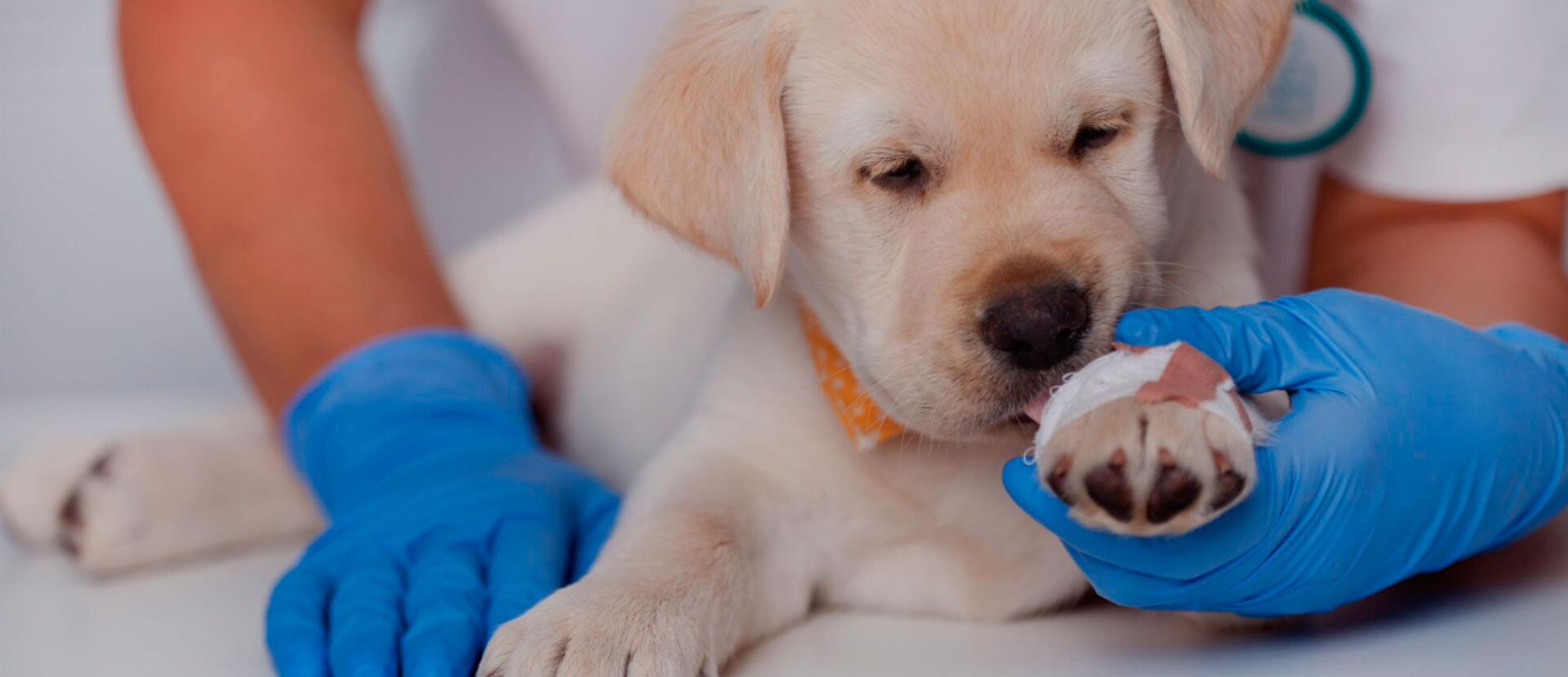 Wahl Dogs Shop 2 Wahl Dogs Shop -Wahl Dogs Shop 637ca1752adf8