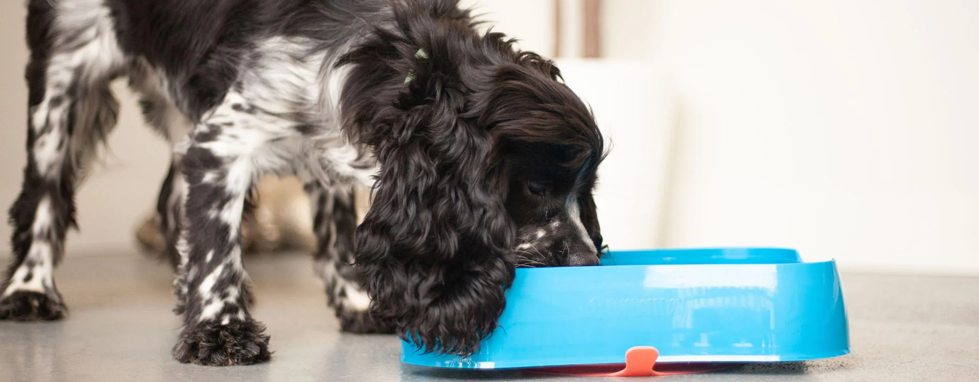 Wahl Dogs Shop 1 Wahl Dogs Shop -Wahl Dogs Shop Super Feedy Why We re Different Banner 1920 x 750 px 7